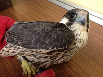 Falcon shot down in Wexford